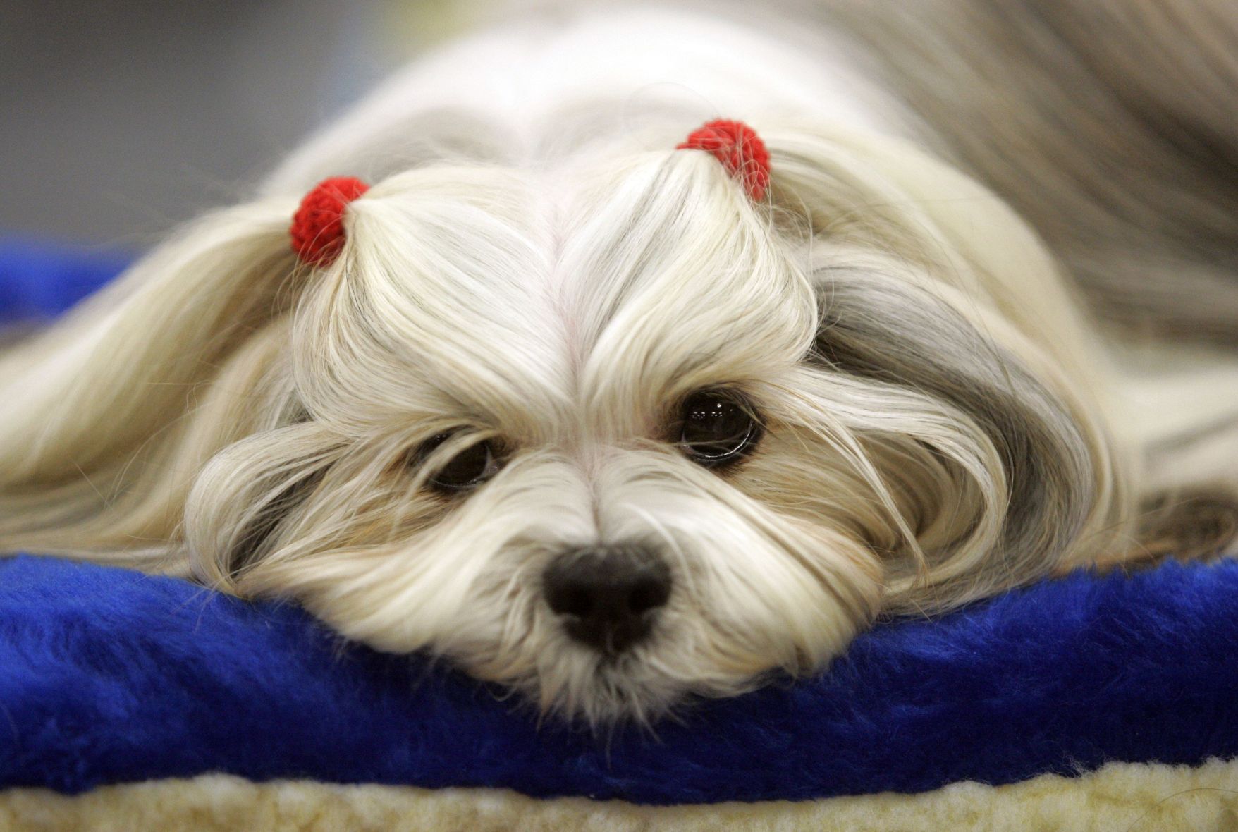 Westminster Dog Show